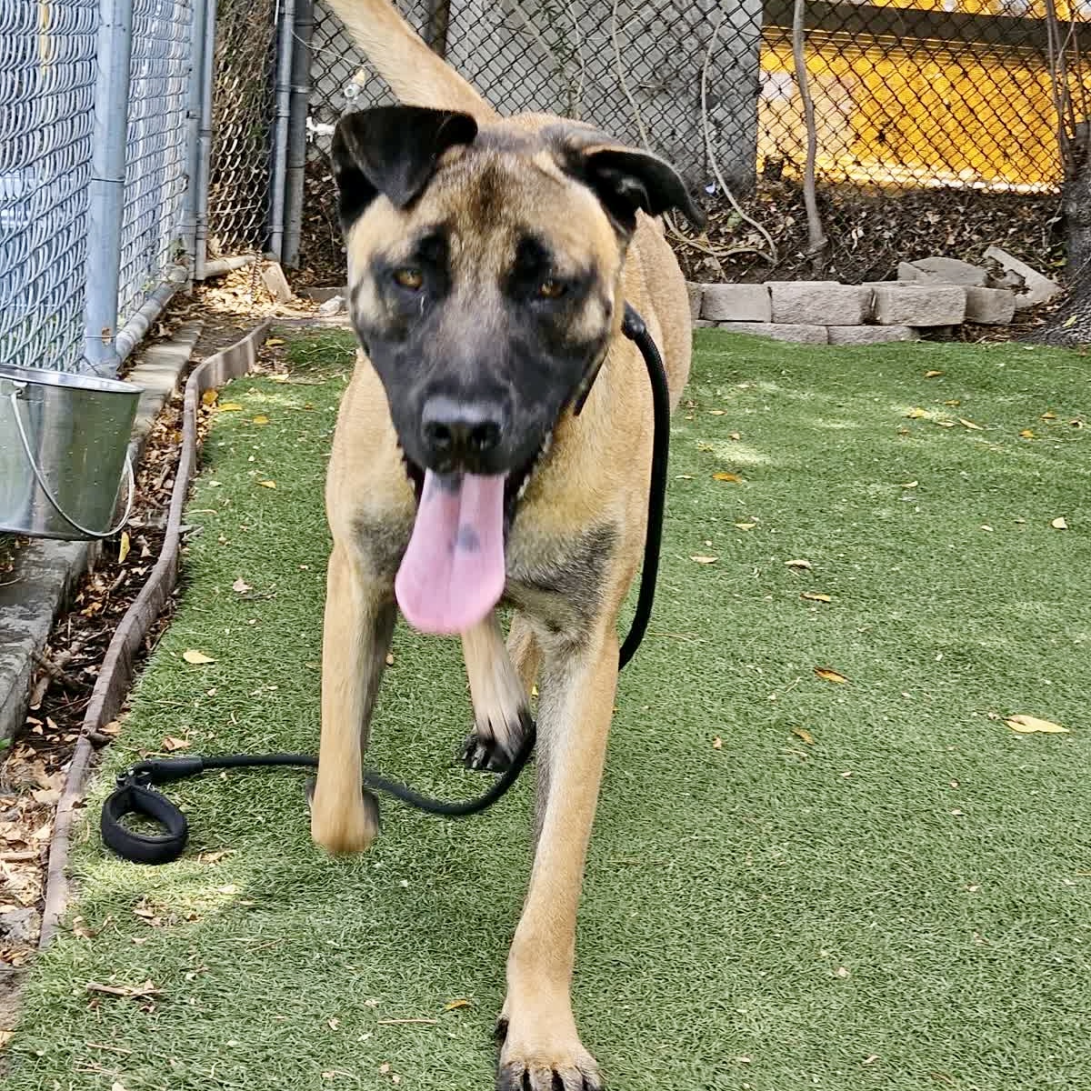 Bruce, a Belgian Shepherd Malinois, available for adoption