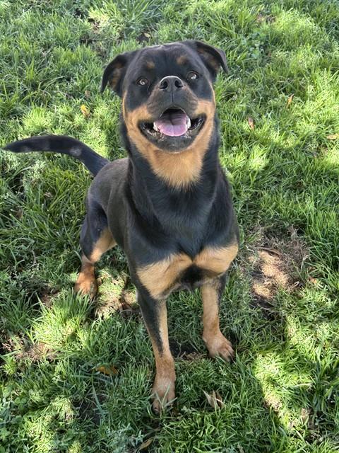 Roxie Rain, a Rottweiler, available for adoption