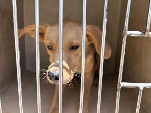 A477235, a Labrador Retriever, available for adoption