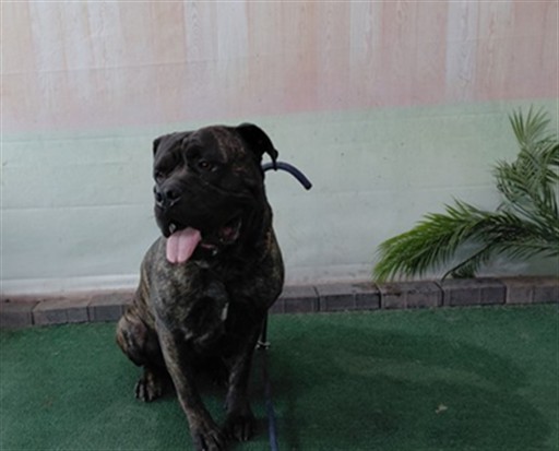 Mack, a Mastiff, available for adoption