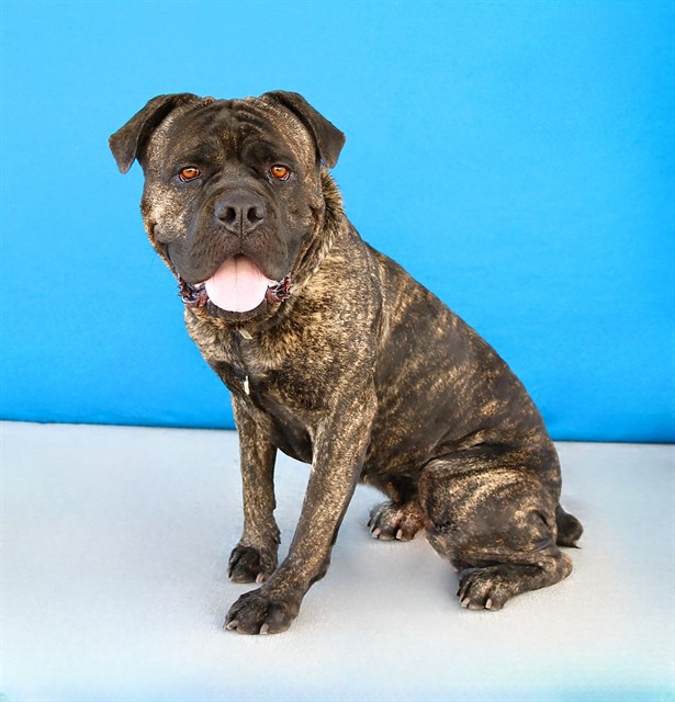 Adoptable pet photo