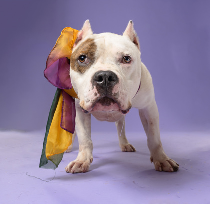 Sixton, a Pit Bull Terrier, available for adoption