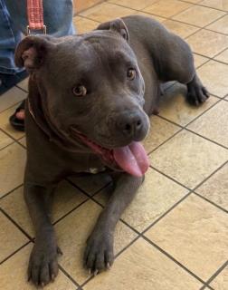 Gigi, a Pit Bull Terrier (mix breed), available for adoption