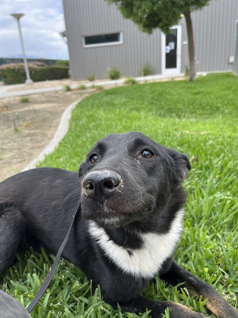 Exa, a Border Collie (mix breed), available for adoption