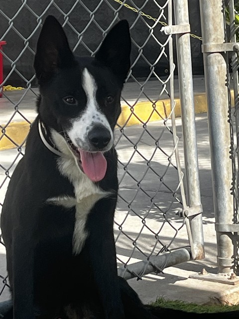 Negro, a Siberian Husky, available for adoption
