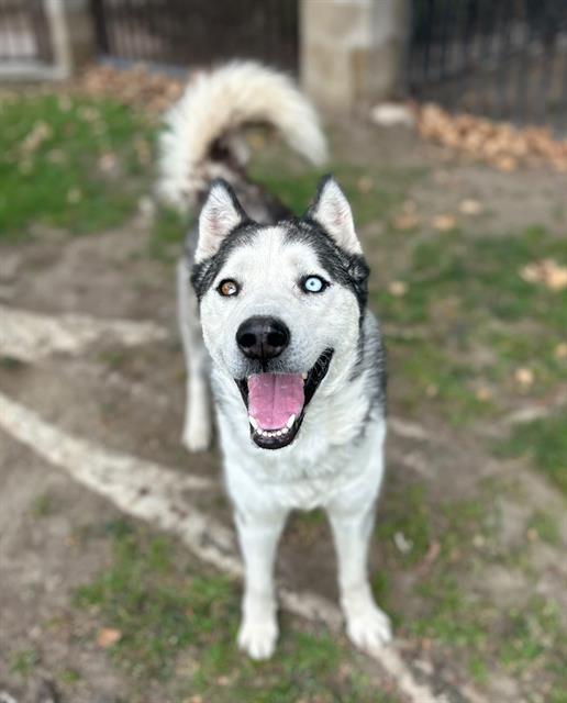 Petal, a Siberian Husky (mix breed), available for adoption