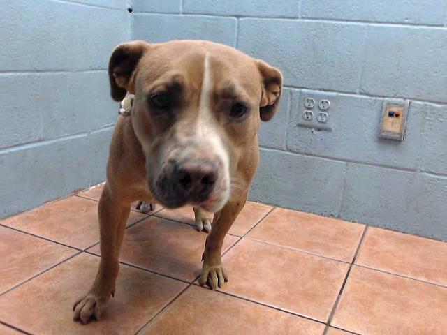 Peline, a Pit Bull Terrier, available for adoption