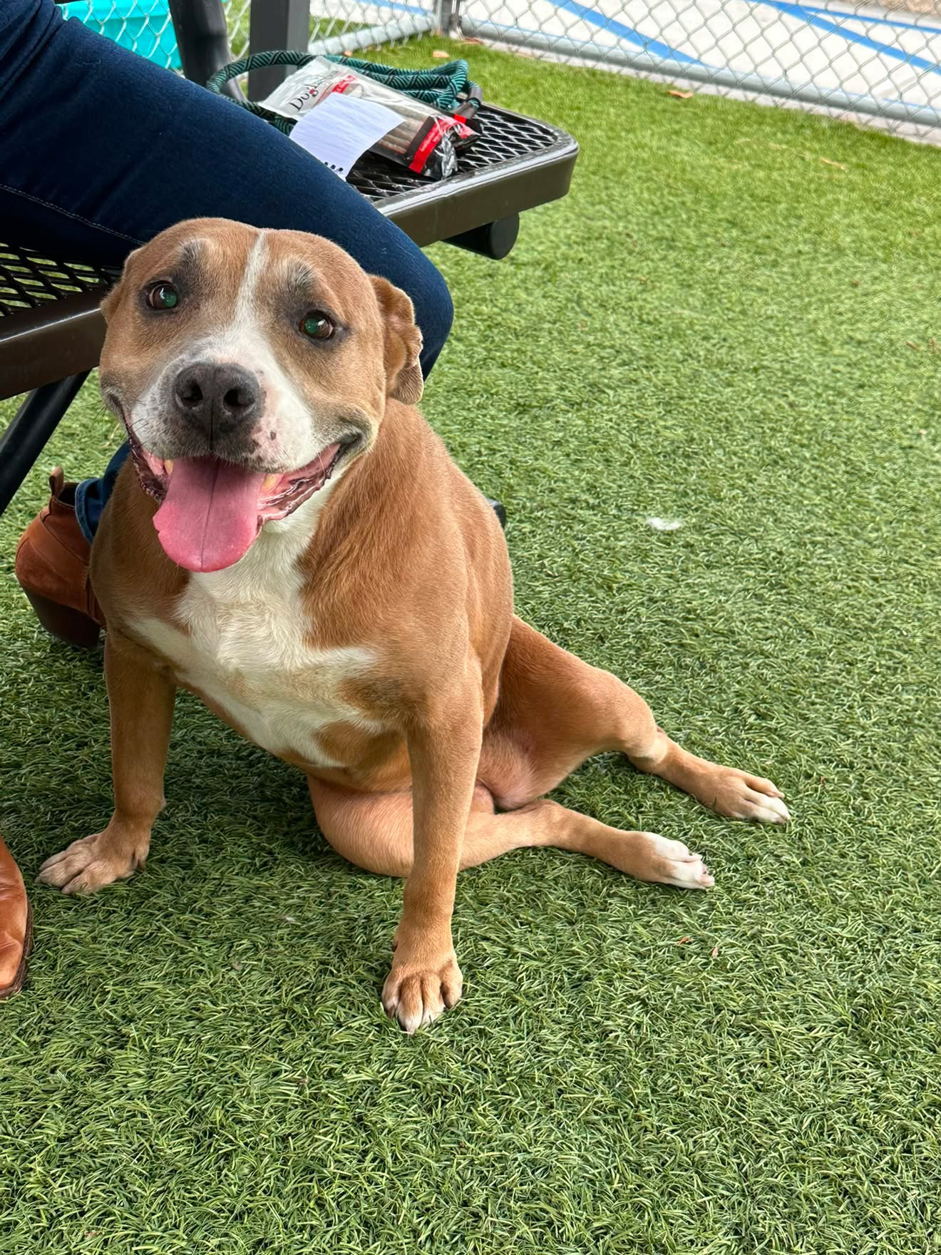 Peline, a Pit Bull Terrier, available for adoption