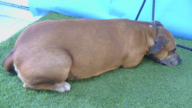 Canela, a Pit Bull Terrier, available for adoption