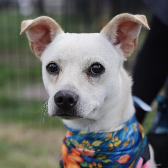 Marlo, a Terrier, available for adoption