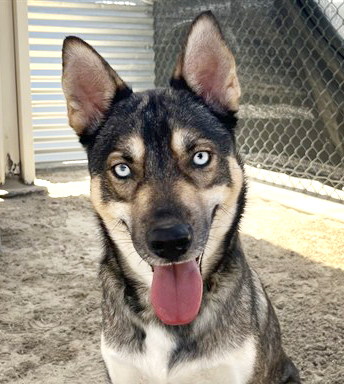 Zelda, a Siberian Husky (mix breed), available for adoption