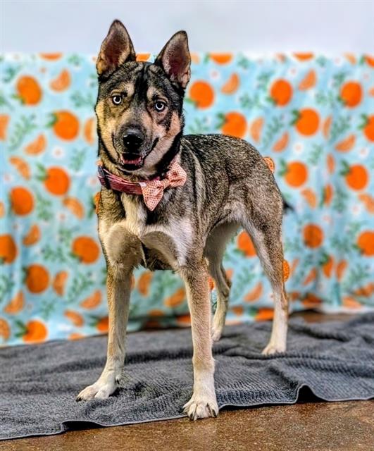 Zelda, a Siberian Husky (mix breed), available for adoption