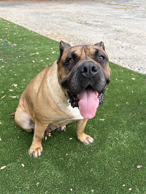 Princess, a Presa Canario, available for adoption