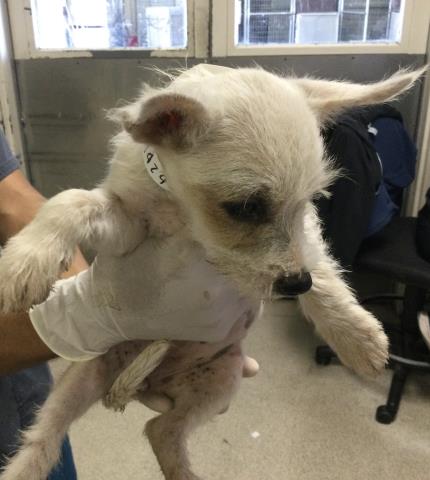 A1929272, a Terrier (mix breed), available for adoption