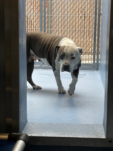 Baby, a Bullmastiff, available for adoption