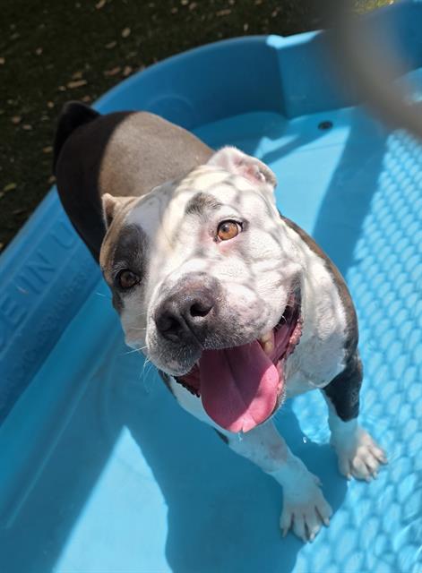 Baby, a Bullmastiff, available for adoption