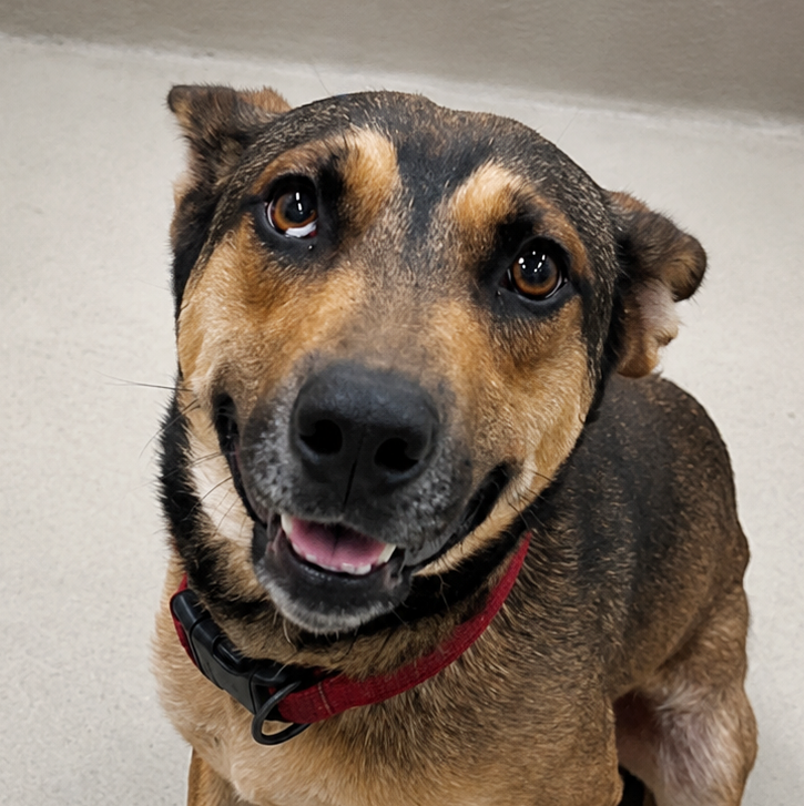 Semaj, a Shepherd (mix breed), available for adoption