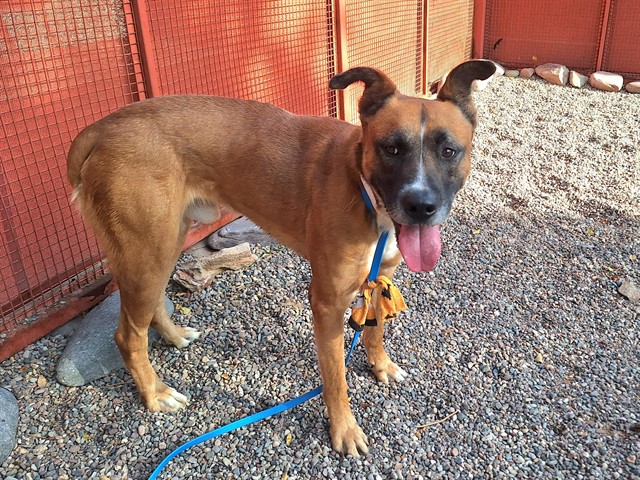 Stefan, a Pit Bull Terrier (mix breed), available for adoption