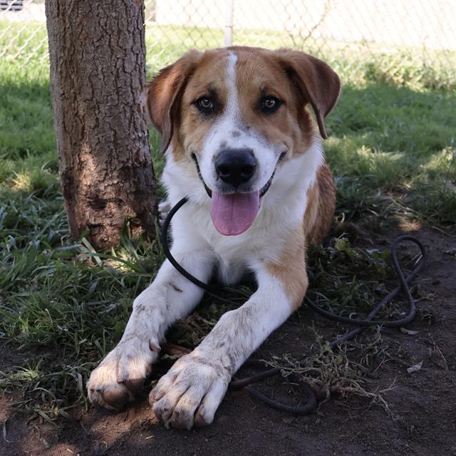 Adoptable pet photo