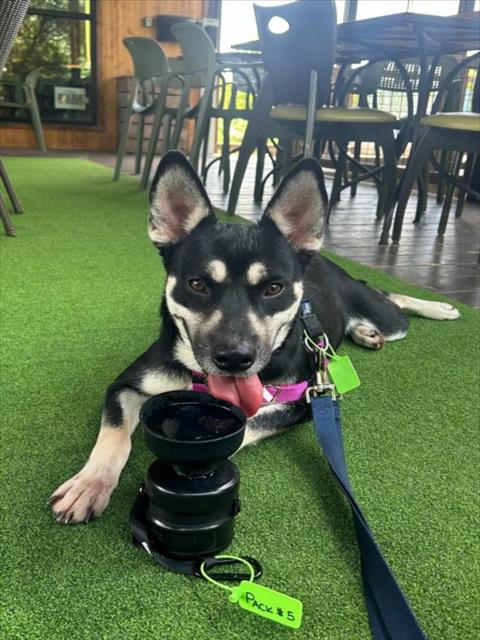 Adoptable pet photo