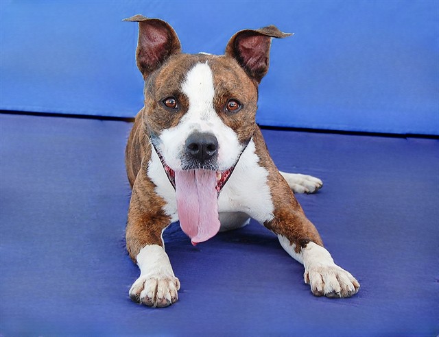 Brass, a Boxer, available for adoption