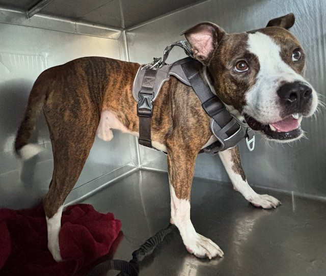Adoptable pet photo