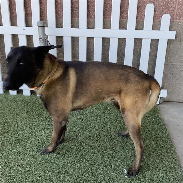 Adoptable pet photo