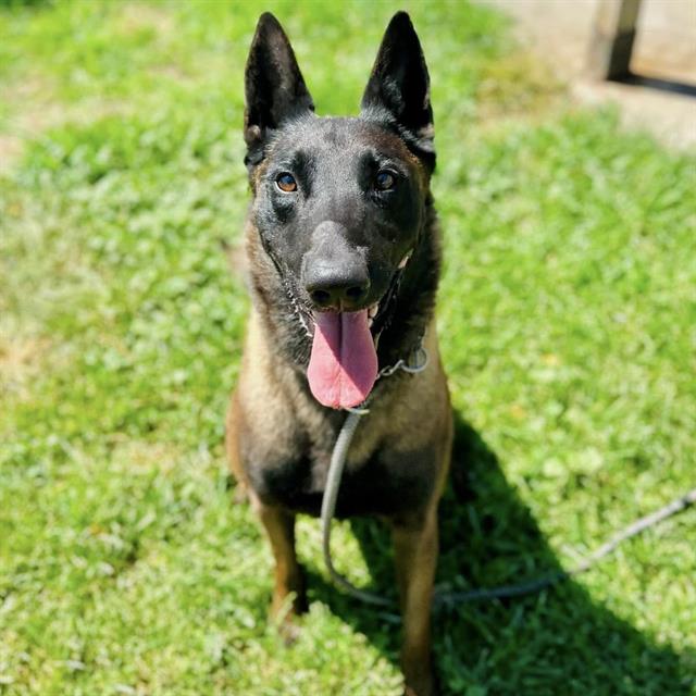 Dante, a Belgian Shepherd Malinois, available for adoption
