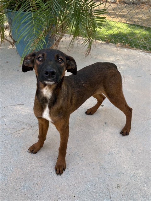 Adoptable pet photo