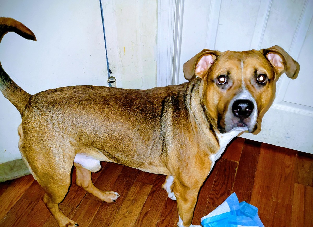 Other Photos of thie Dog