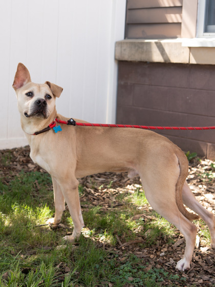 Potsticker, a Carolina Dog (mix breed), available for adoption