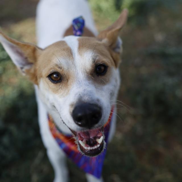 Jillian James, a Retriever (mix breed), available for adoption