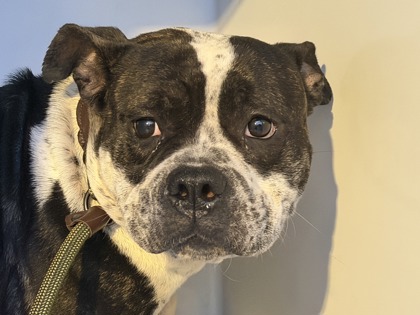 Precious, a Terrier (mix breed), available for adoption