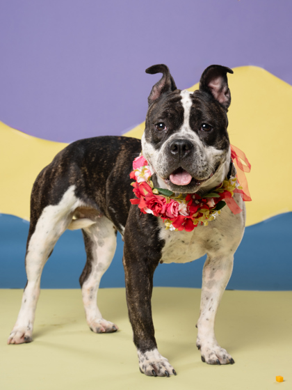 Precious, a Terrier (mix breed), available for adoption