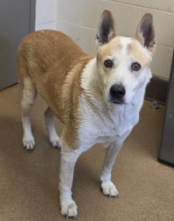 Pebbles, a Australian Cattle Dog/Blue Heeler (mix breed), available for adoption