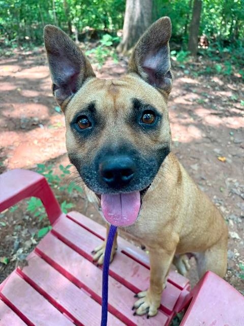 Mbali, a American Staffordshire Terrier (mix breed), available for adoption