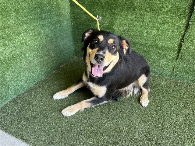 Buttercup, a German Shepherd, available for adoption