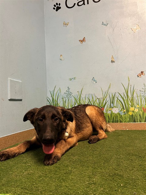 A5798097, a German Shepherd, available for adoption