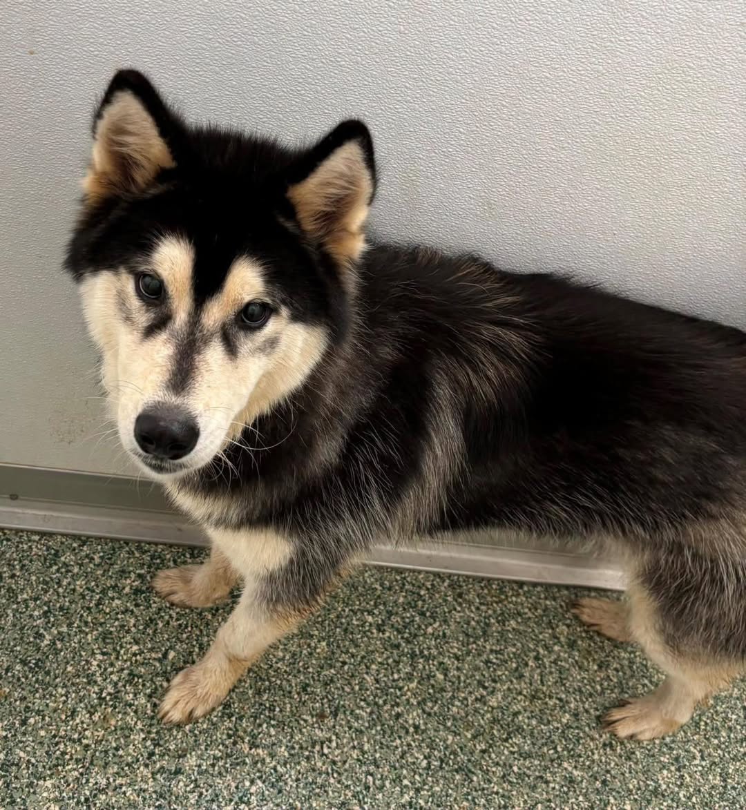 Sam, a Siberian Husky, available for adoption