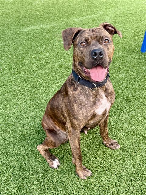 Alexa, a Pit Bull Terrier (mix breed), available for adoption