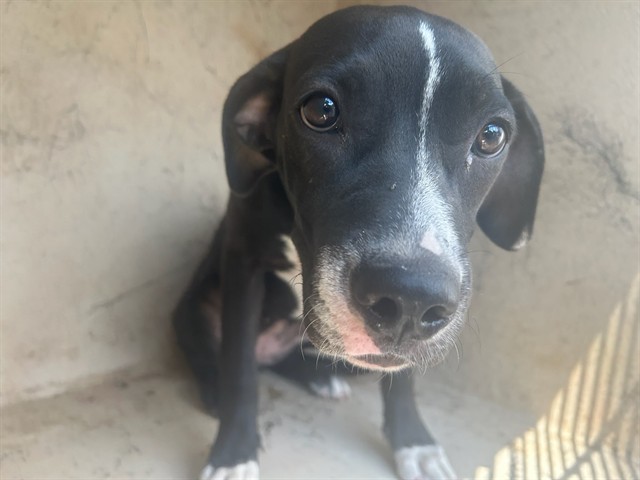 Sydney, a Black Labrador Retriever (mix breed), available for adoption