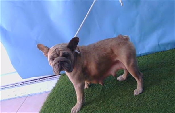 A5798993, a French Bulldog, available for adoption