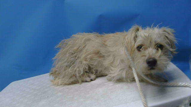 A5798890, a Terrier, available for adoption