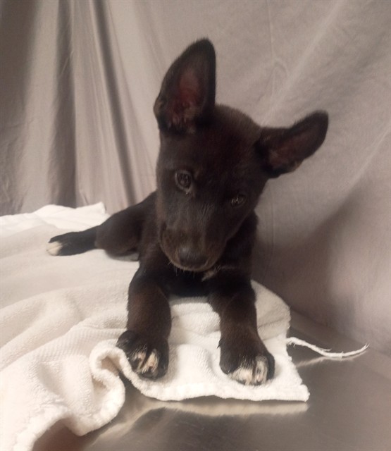 Spot, a Siberian Husky, available for adoption