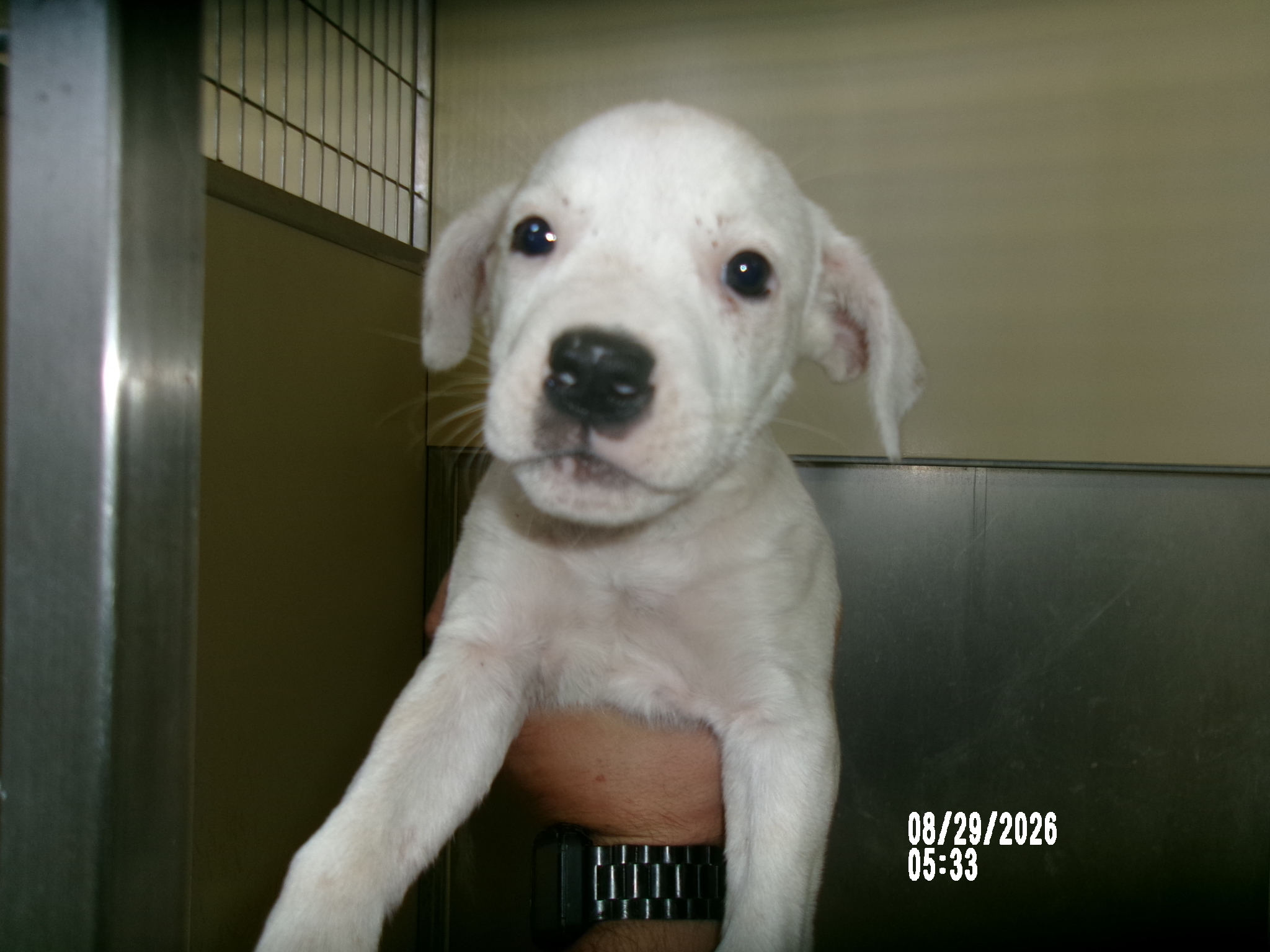 Lily, a Shepherd (mix breed), available for adoption
