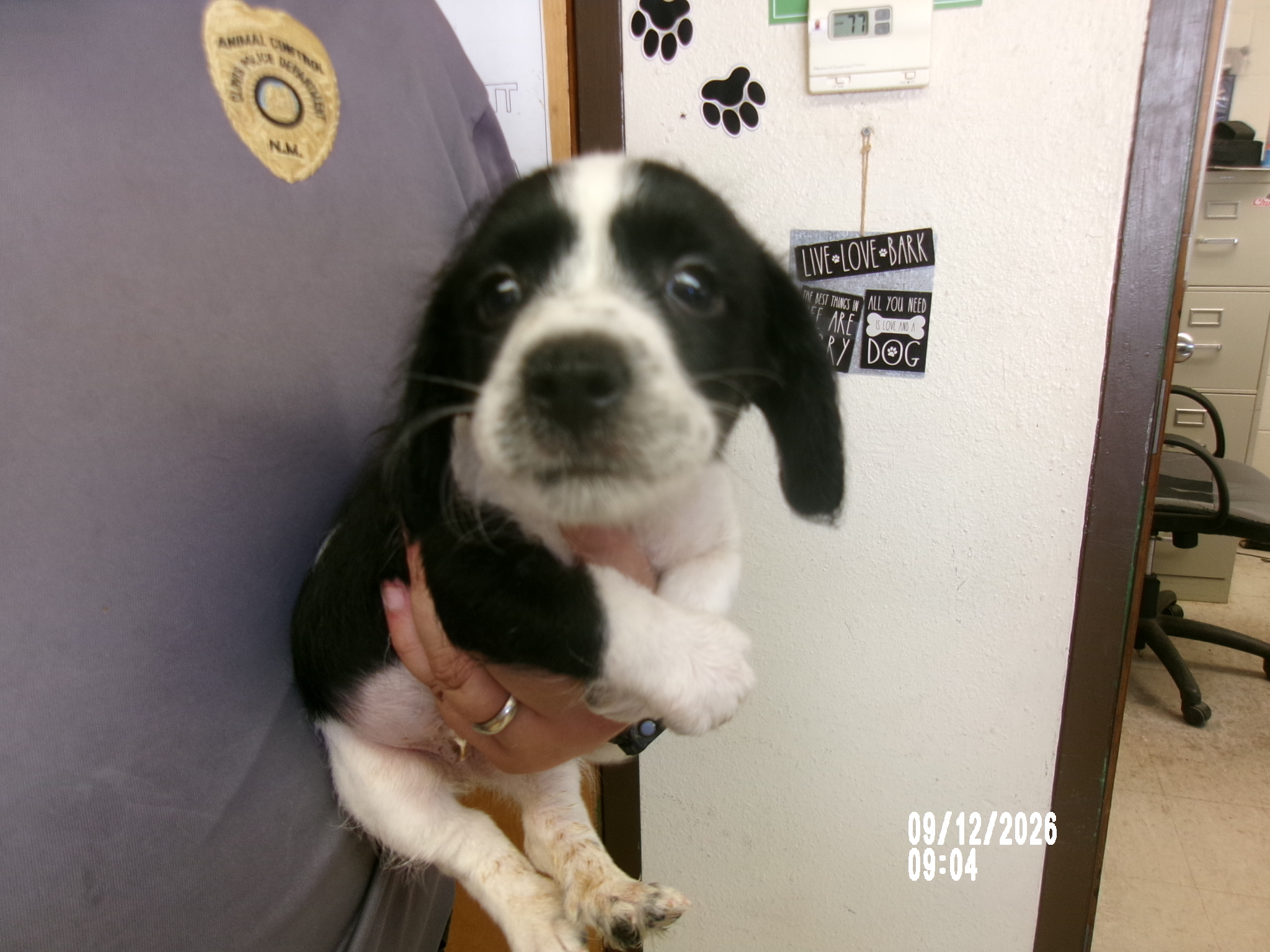 Peter, a Terrier (mix breed), available for adoption