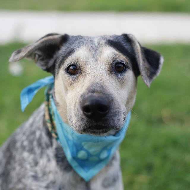 Moss, a Catahoula Leopard Dog (mix breed), available for adoption