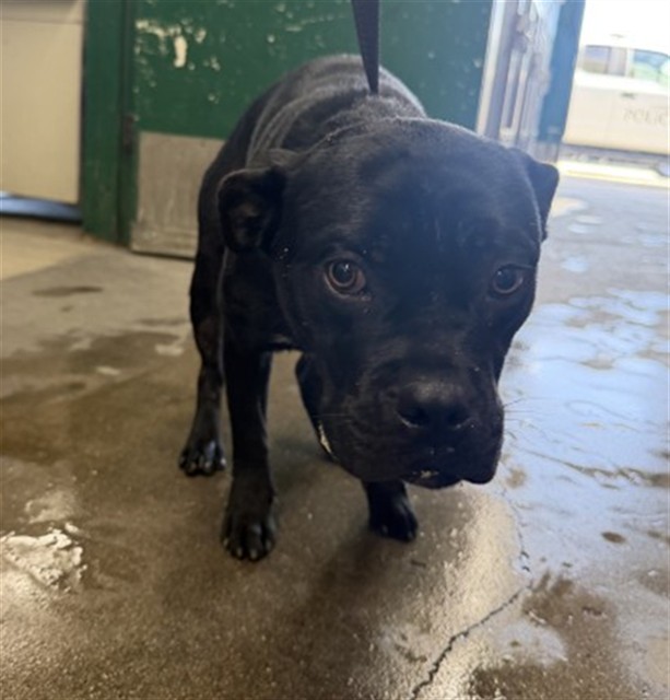 Ralph, a Pit Bull Terrier (mix breed), available for adoption