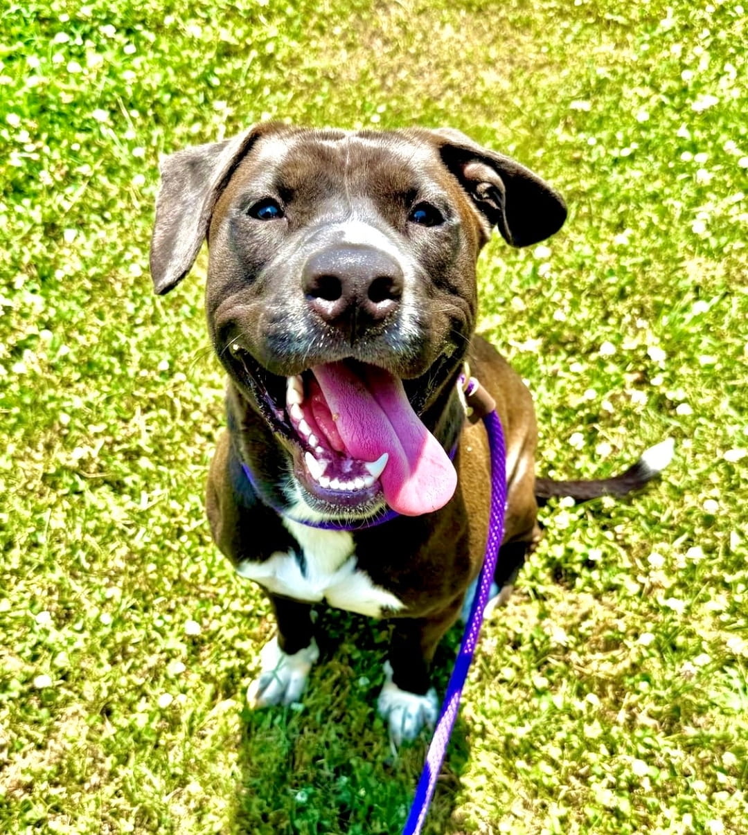Zuby, a Black and Tan Coonhound (mix breed), available for adoption