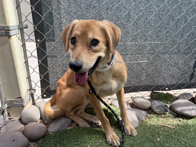 Sandy, a Labrador Retriever (mix breed), available for adoption